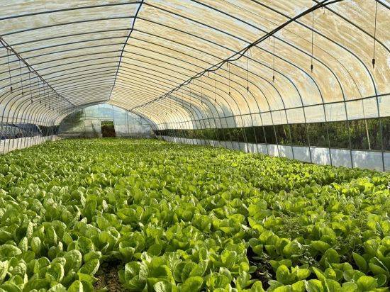 江西南昌县：蔬菜基地助力乡村振兴